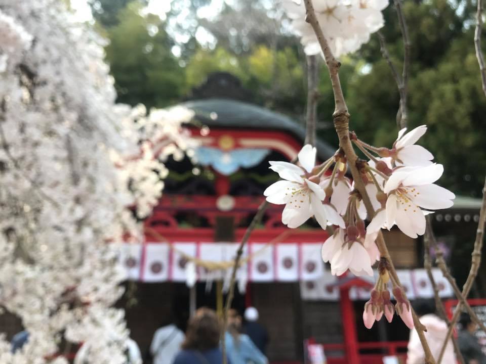 いわき市小川町のある小川諏訪神社。御神木の枝垂桜は本当に美しいのです。